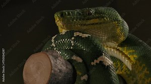 emerald tree boa zoom in side profile coiled on big branch