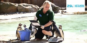 What is it like to be a Zookeeper? | First Careers