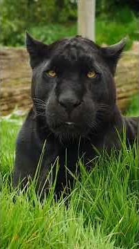The black puma: Myth or terrifying reality? 3 facts you didn't know!
