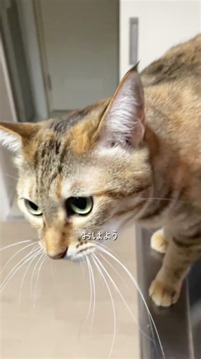 A cat who loves Chinese cabbage #cat