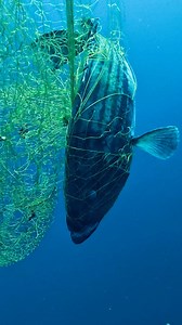 A beautiful grouper was rescued from a deadly ghost net. 🐟💙 This is a real example of the devastating impact ghost nets have on marine life. Thankfully, this grouper was freed and released back to the sea, where it belongs. 🌊 The ocean and its inhabitants need your help. 👉 Be part of the change: https://www.healthyseas.org/take-action/ A huge thank you to the amazing volunteer divers of Ghost Diving Greece for saving this grouper and supporting us in removing the deadly ghost net. 💪 #ghostn