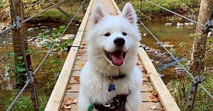 Unleash Yourself! Discover a Dog-Friendly Durham | Discover Durham