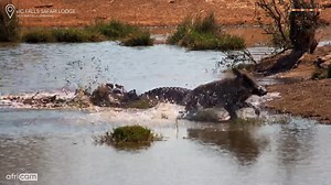Close call at Victoria Falls Safari Lodge This warthog wasn’t on the menu today - a crocodile launched an ambush at the water’s edge, but the speedy little tusker pulled off an escape worthy of an action movie! #FastAndFuriousWarthog #CrocodileDenied #WildAfrica" | Africam