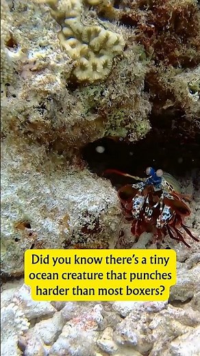 Did You Know The Mantis Shrimp Can Break Glass!