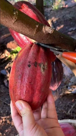 Why Raw Cacao Is A Must-Have Superfood