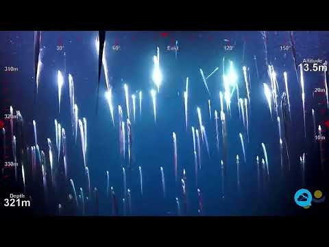 Beautiful school of cutlassfish in Costa Rica