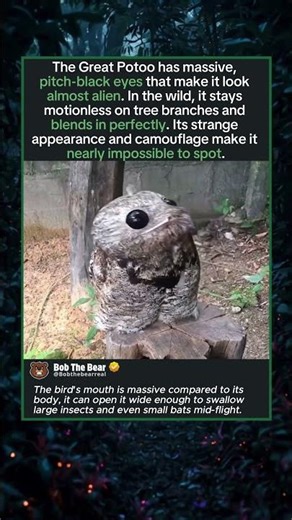 The Bird That Looks Like an Alien
