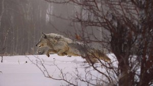 Quest for Coexistence with Wolves - Exploring wolf reintroduction in Colorado