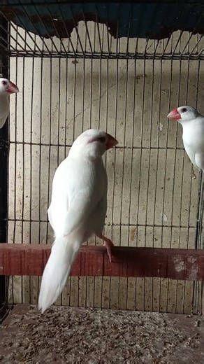 White Java breeder pair