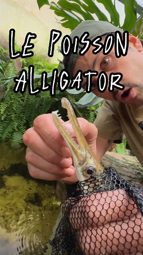 Il y a 6 mois j’ai adopté des poissons alligator. il ont déjà triplé de volume. ce poisson préhistorique 🦖 possède un organe spécial qui lui permet de respirer, le même air ambiant que nous. Dans son pays d’origine plus précisément au Texas, il peut atteindre plus de 2 m 📏 J’ai hâte qu’il fasse la même taille chez moi. | Marcelarium