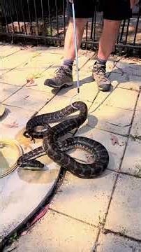 What Happens When You Find a Snake in Your Pool?