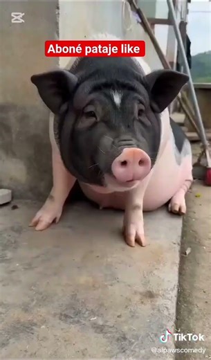 vinn kwape strès ou avèm #funny #humour #memes #comedy #humor