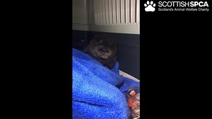 14K views · 629 reactions | You ‘otter’ know! We were contacted by a member of the public who thought a cat was taking a nap in their garden but they soon realised it was this young male otter! He was exhausted and extremely lethargic. We suspect he was lost due to flooding in Blairgowrie. After some rest, warmth and much needed fish, he was transported to our National Wildlife Rescue Centre where he will be cared for until he is ready to return to the wild. | Scottish SPCA | Facebook