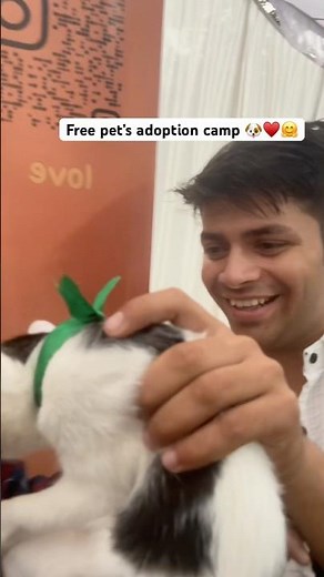 Suffering from last 7 hours || cats adoption camp || free cats and dog’s adoption || cute animals