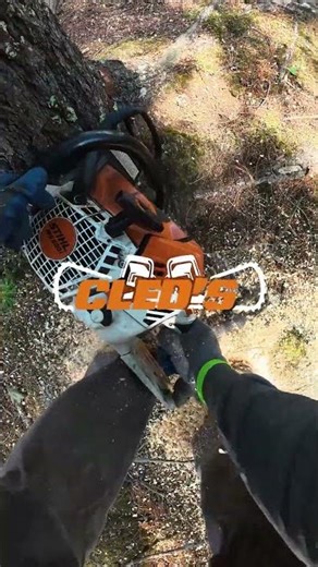 🌳 Need tree care NOW?