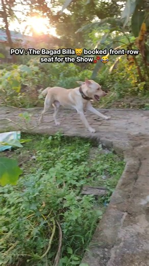 Dog vs Cat Faceoff #cat #dog #labrador #shorts #funnyvideo