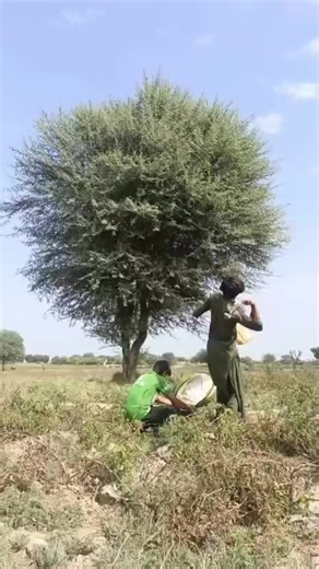 The Art of Hunting Black Birds: Crows Explained
