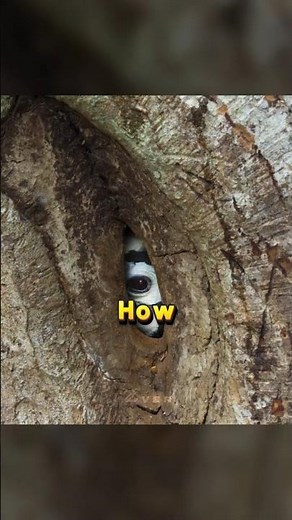 Why This Bird is Trapped Inside a Tree