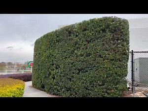 Podocarpus Hedge Screen/Large Trees Planted and Guaranteed in Florida/The Tree Planters