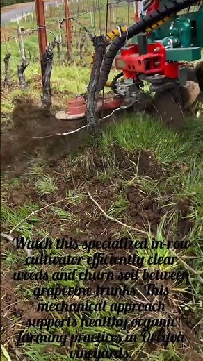 Precision In-Row Cultivation for Organic Vineyards