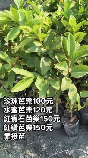 芭樂苗 珍珠芭樂100元 水蜜芭樂120元 紅寶石芭樂 紅鑽芭樂150元 導航搜尋 景龍園 #大果龍貢 #榴槤苗 #貓山王 #黑刺 #秋可 #厚兒 #酪梨苗 #水果苗 #桃子 #芭樂苗 #珍珠芭樂