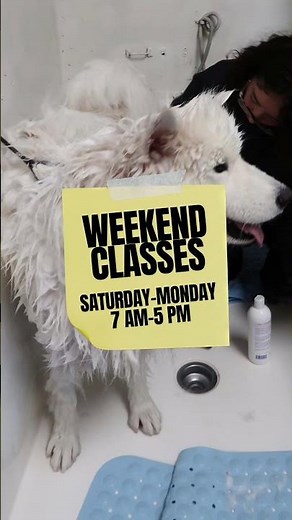 Weekend Classes Are Here at AZ Pet Grooming Academy