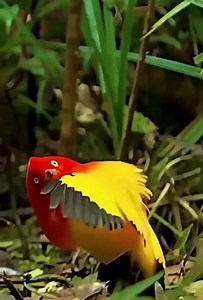 The extraordinary courtship of bower birds. The male bird builds a bower, and performs an elaborate courtship dance for a female, with mesmerising pupil dilations. #bird #animalvideos #animalfacts 📍 Follow us & Enjoy! | Animals Videos