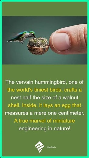 Smallest Bird's Nest is UNBELIEVABLE! | Nature's Tiny Wonders