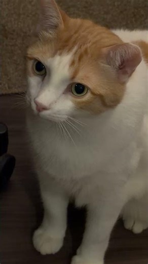 Sebastian Speaks?! 🐾😸 (In Cat Talk)