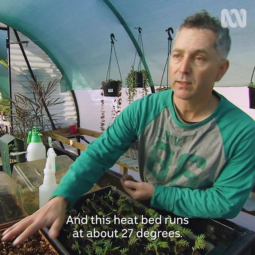 Baz's love of Wollemi pines has meant that the species is making an impressive comeback – with more found in his collection than have been identified in the wild. 🌿 | Gardening Australia
