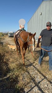 Registered Quarter Horse | Horses | KSL Classifieds