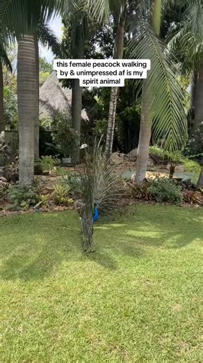 A male peacock shows off, but the female peacock isn’t impressed.