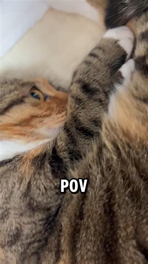 From Afar Looks Asleep… Up Close It’s Wide Awak #cat