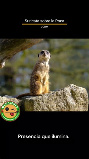 Suricata Permanente – Presencia que ilumina – #UCDM