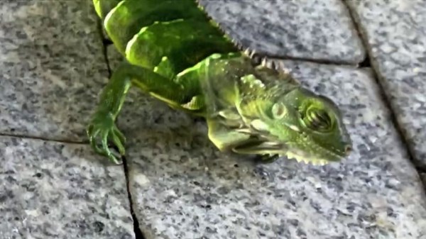 Florida is so cold iguanas are falling out of trees