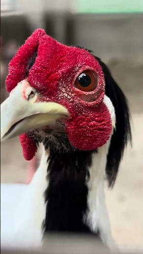 Silver Pheasant Male vs Female — Why They Look So Different