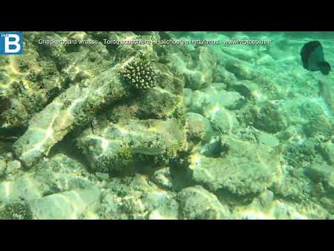 Checkerboard wrasse - Tordo scacchiera - Halichoeres hortulanus - wwwintotheblue.it