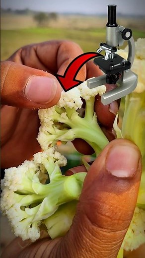 Cauliflower in microscope #experiment