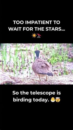 Telescope vs. Bird: Is this sharper than a phone? 🔭🐣 #Shorts