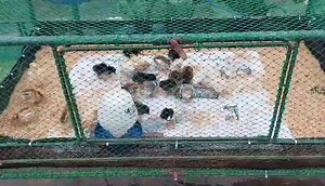 Cultural management of chicks in a single-tier fireless brooder. #innovation #chicken #project #cpufeeds | Philippine Native Chicken