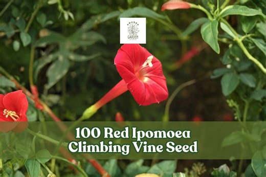 100 Red Ipomoea Climbing Vine Seeds for Planting - Etsy