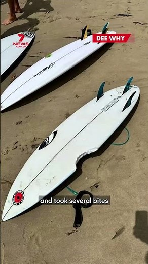 Shark bites young surfer's board at Dee Why Point, Sydney