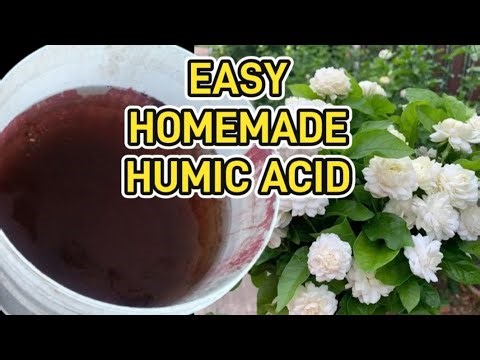 Home made Humic acid for healthy plants #maadithottam #tamil