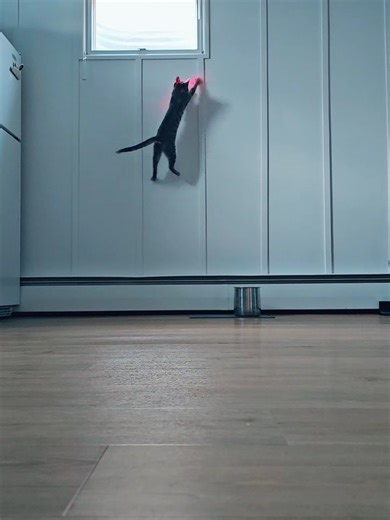 Watch This Kitten's Impressive Vertical Jump!