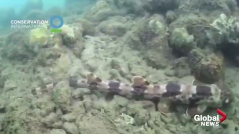 Scientists discover new species of walking sharks