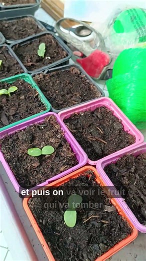 😲 Ce légume vietnamien peut faire plus de 1 mètre !