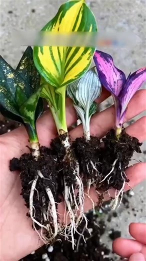 ✨ Transform Your Garden with Hosta Seeds!  Unleash your inner color wizard and create a stunning oasis right at home! These vibrant bulbs will bring your garden dreams to life, adding pops of color that wow all season long.  Don’t wait—plant the magic today and watch your garden flourish!  https://t.site/4nR4ozo | Extentpermit | Facebook