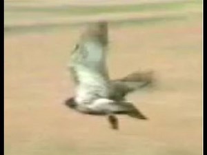 RED-TAILED HAWK ATTACK-SWOOP, CAPTURE, FLIES PREY IN TALON
