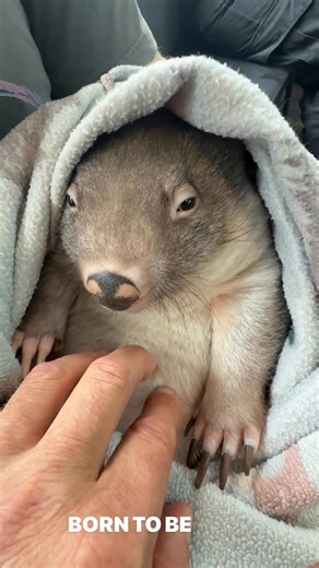 30K views · 2K reactions | Who doesn’t like a good belly rub on a Saturday morning. Right? Maybelle the wombat ain’t complaining ❤️ | Wild Action | Facebook