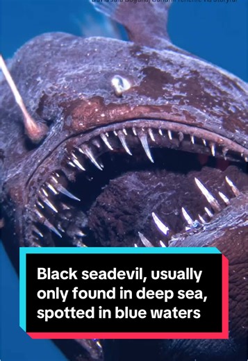 Rare Sighting of Black Seadevil in Canary Islands